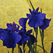 Hiroshi Anzai Gallery